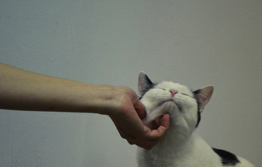 котики Кот наплакал