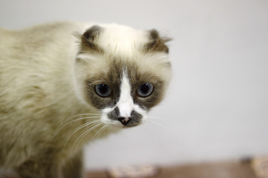 котики Кот наплакал