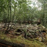 «Сибирь и точка»: Север с признаками юга