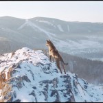 «Пространство Сибирь»